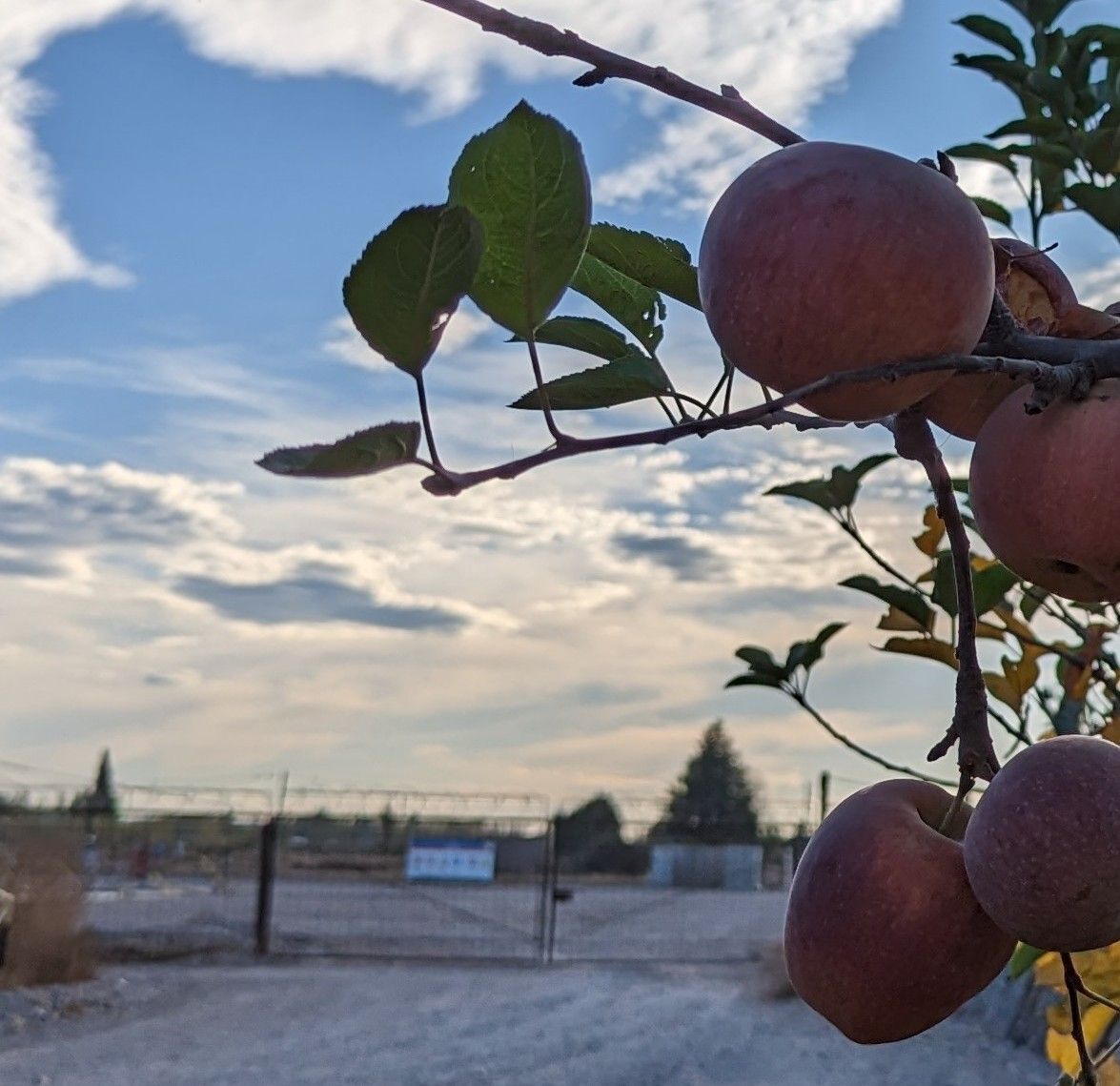 Manzana